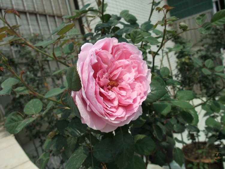 DSCF4099.JPG