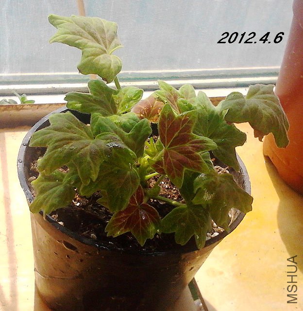 IMG_20120320_091614.jpg