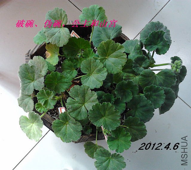 IMG_20120320_092142.jpg