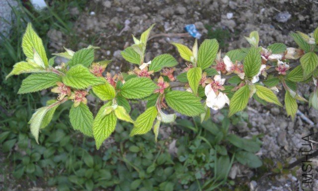 IMAG0034.jpg