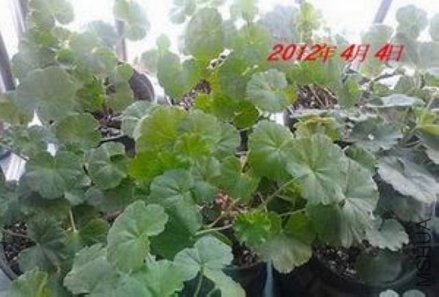 IMG_20120318_061916.jpg