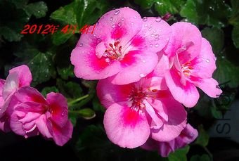 IMG_20120318_074614.jpg