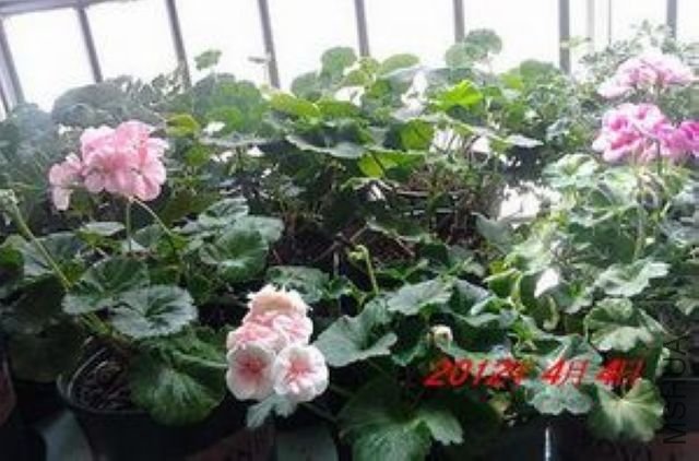 IMG_20120318_074522.jpg