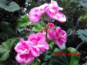 IMG_20120318_074505.jpg