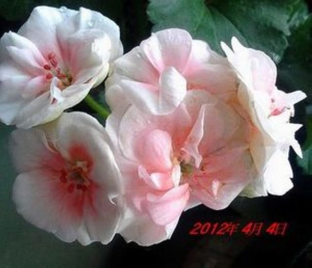 IMG_20120318_074453.jpg