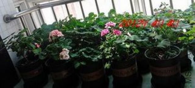 IMG_20120318_074342.jpg