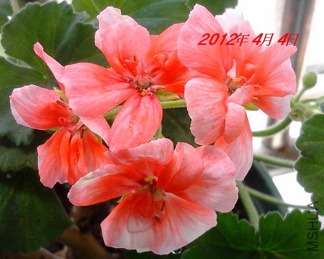 IMG_20120318_081833.jpg