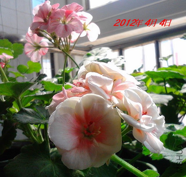 IMG_20120318_082002.jpg