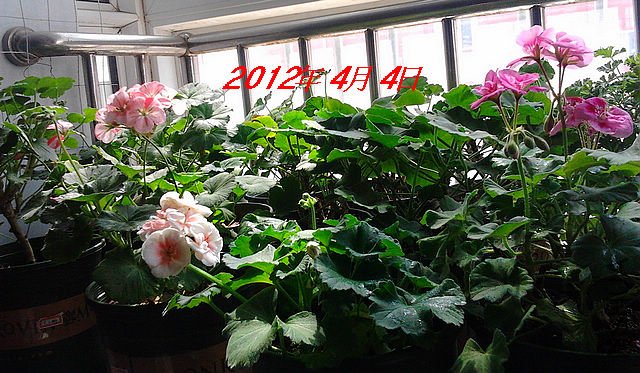 IMG_20120318_082011.jpg