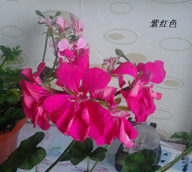 IMG_20120319_065331.jpg