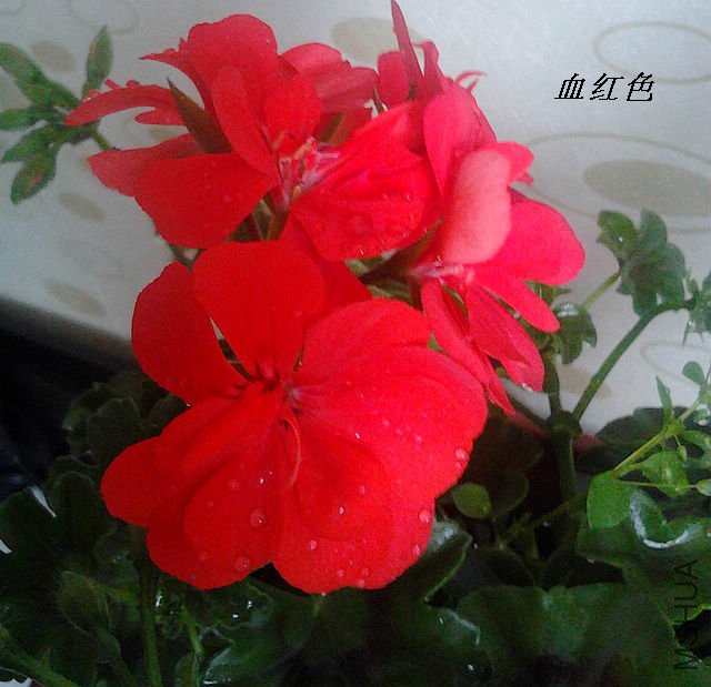 IMG_20120319_065339.jpg