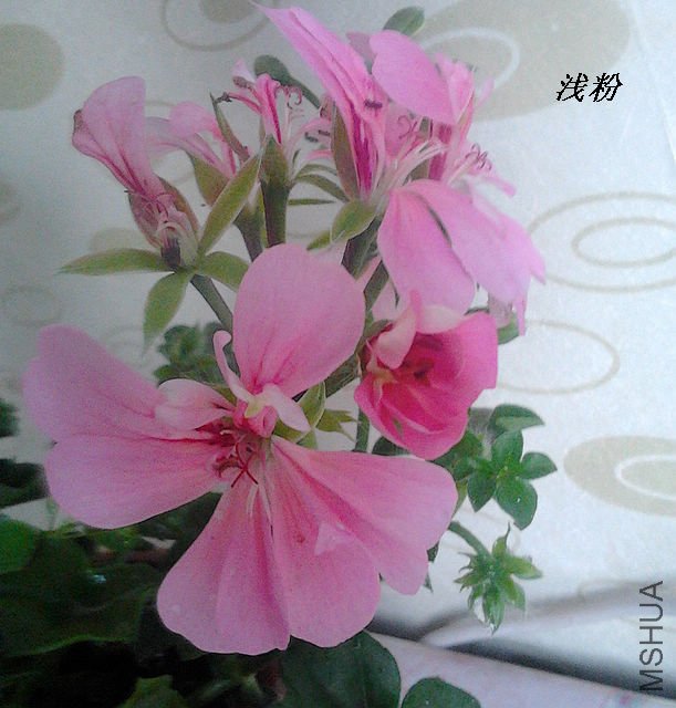 IMG_20120319_065351.jpg