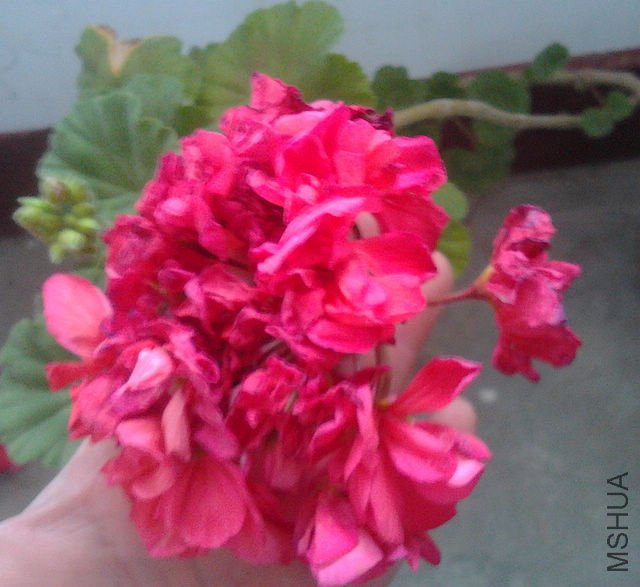 IMG_20120319_093055.jpg