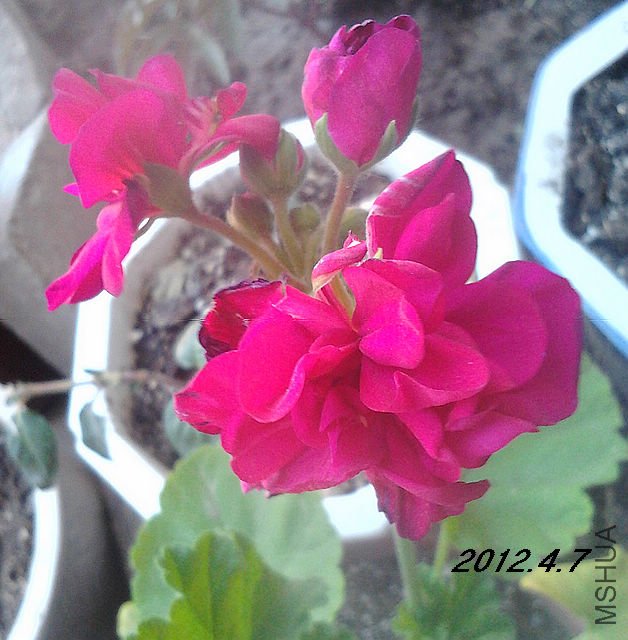 IMG_20120321_125337.jpg
