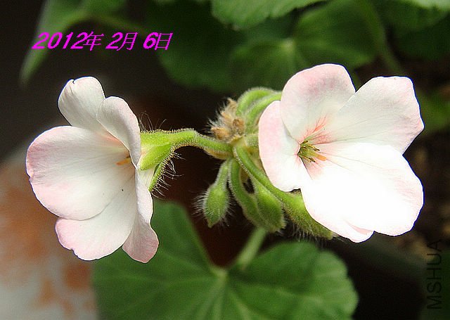 psbCA8IA050.jpg