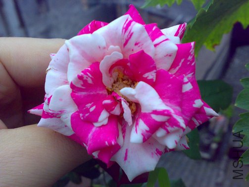 20110514776.jpg