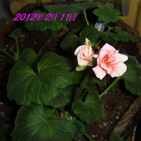 psbCAD06IB5.jpg