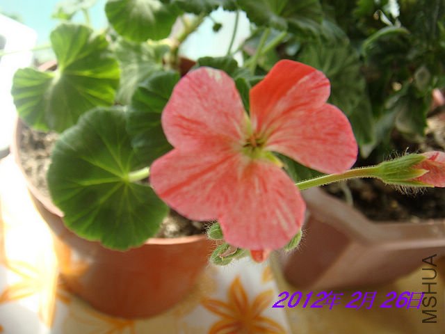 DSC00044.JPG