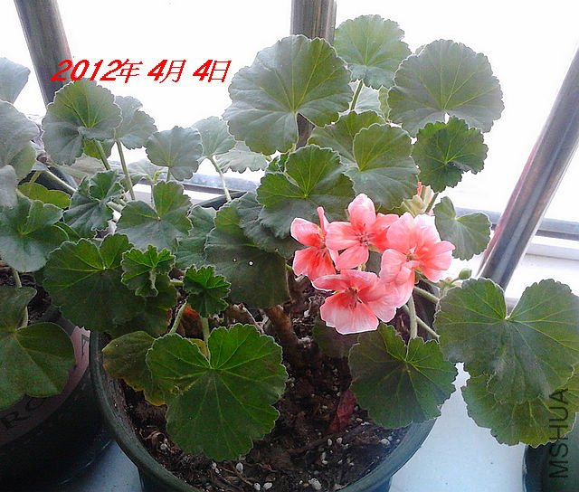 IMG_20120318_061956.jpg