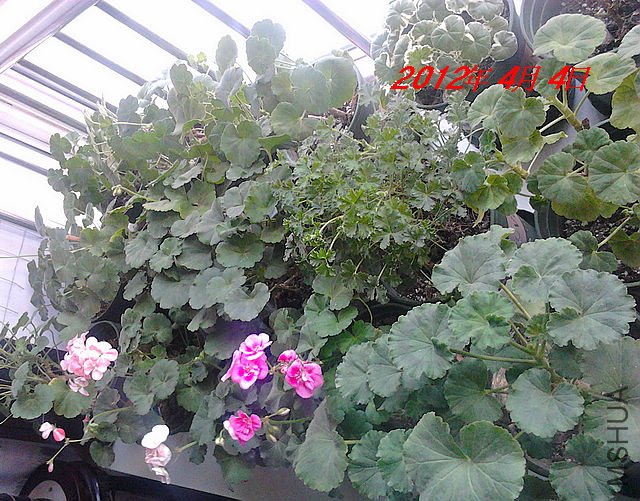 IMG_20120318_062017.jpg