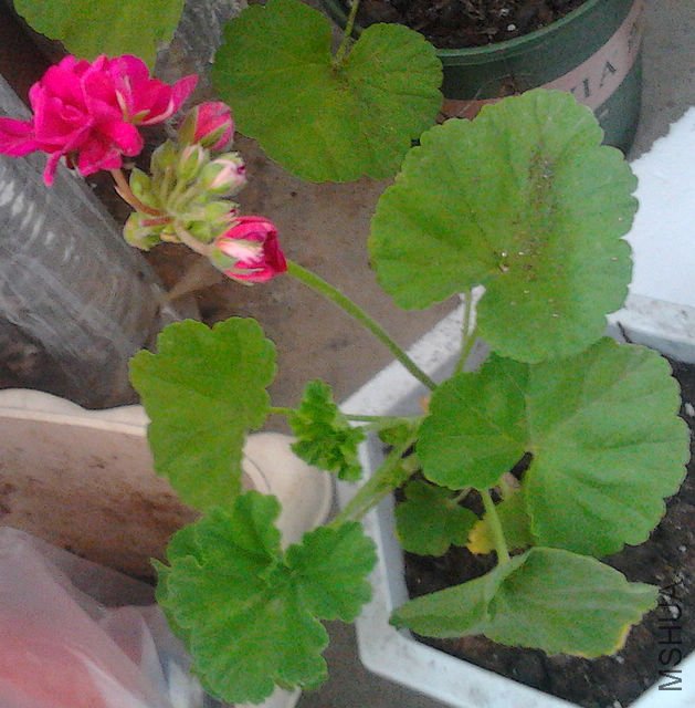 IMG_20120319_094105.jpg