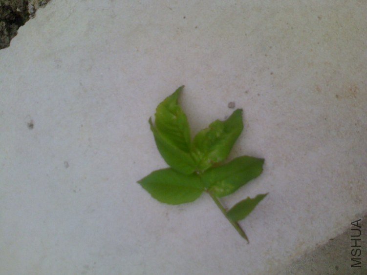 IMG0408090500.jpg