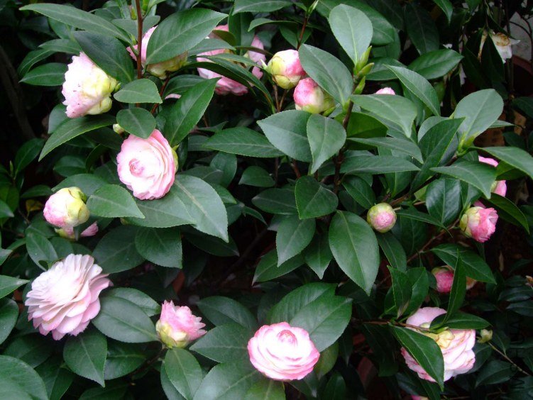 ������ 2012-4-8f 006.jpg