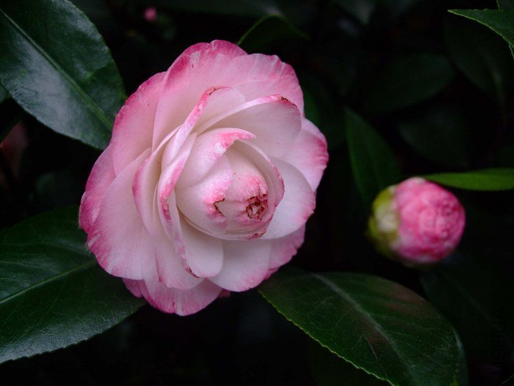 ������ 2012-4-8f 009.jpg