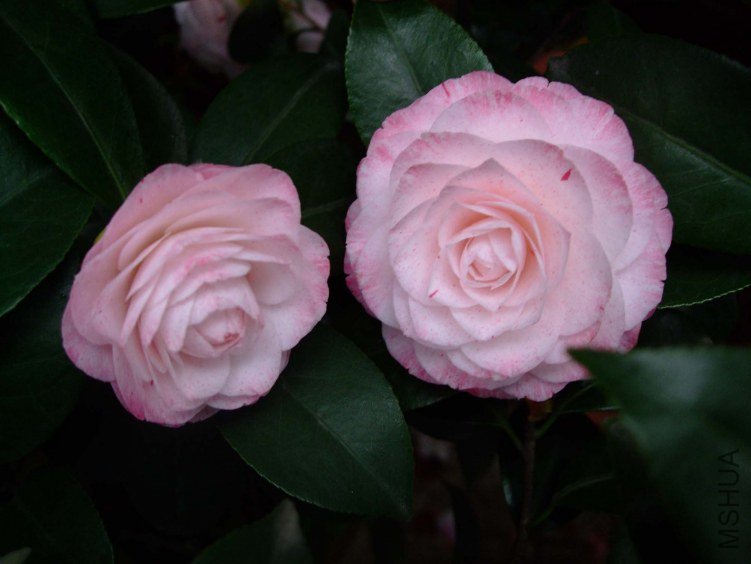 ������ 2012-4-8f 010.jpg