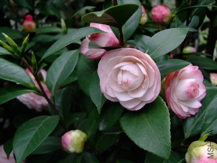 ������ 2012-4-8f 012.jpg