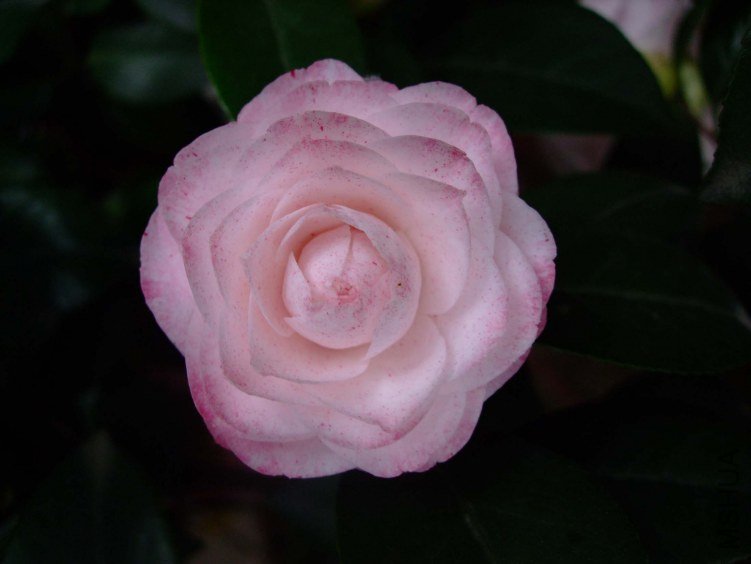 ������ 2012-4-8f 013.jpg