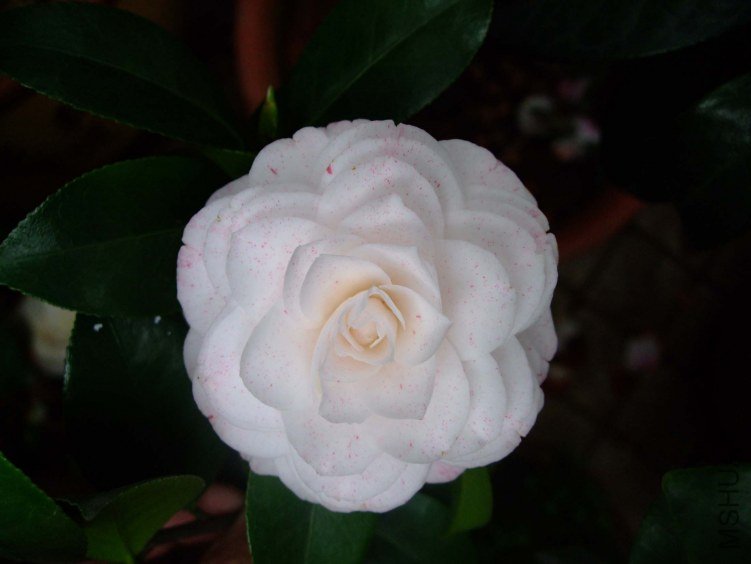 ������ 2012-4-8f 014.jpg