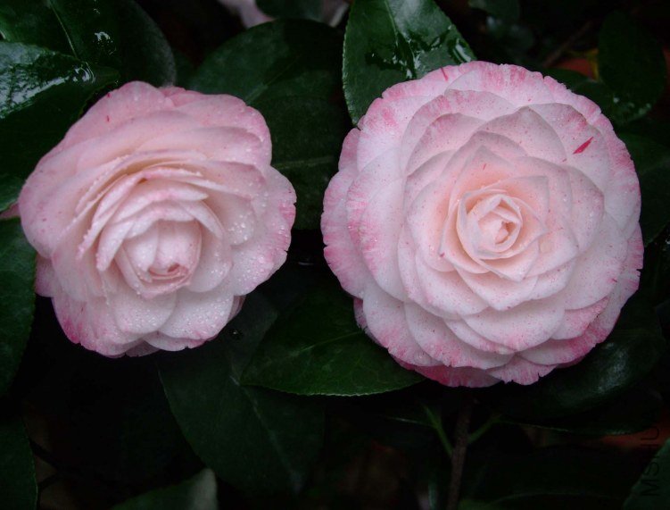 ������ 2012-4-8f 074.jpg