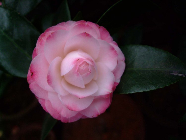 ������ 2012-4-8f 043.jpg