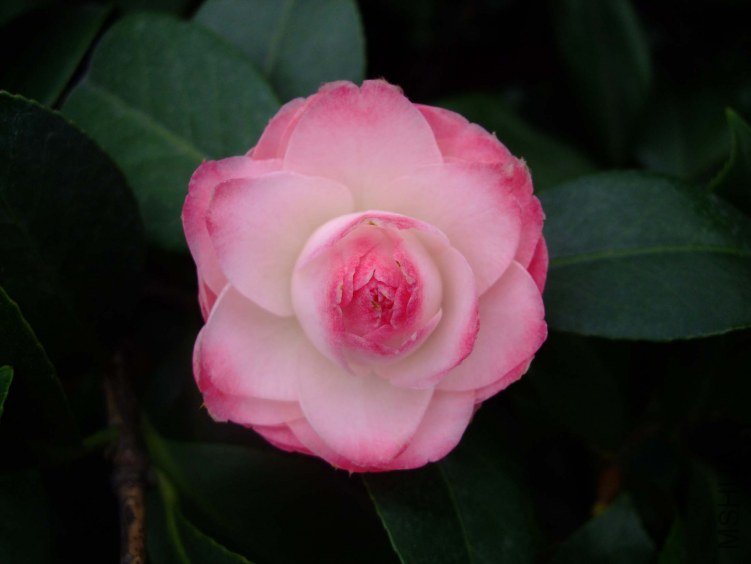 ������ 2012-4-8f 083.jpg