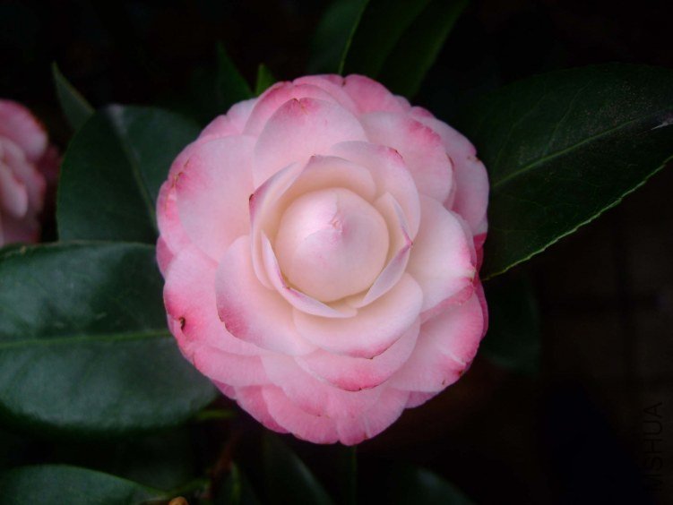 ������ 2012-4-8f 084.jpg