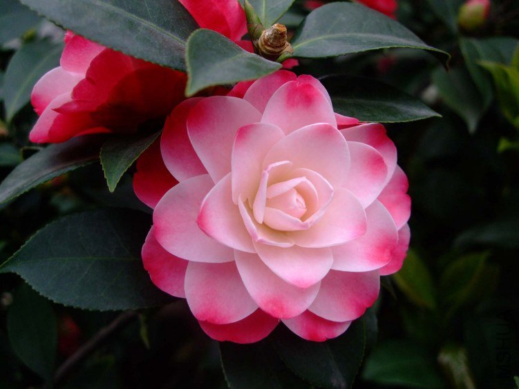 ����ã 2012-4-8f 046.jpg