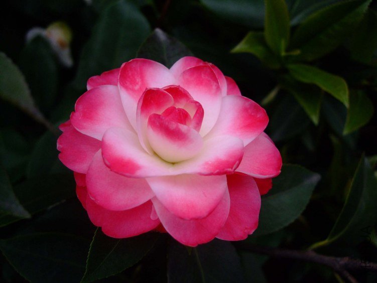 ����ã 2012-4-8f 049.jpg