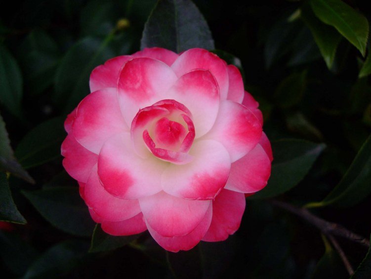 ����ã 2012-4-8f 050.jpg