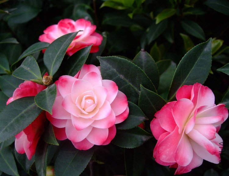 ����ã 2012-4-8f 053.jpg