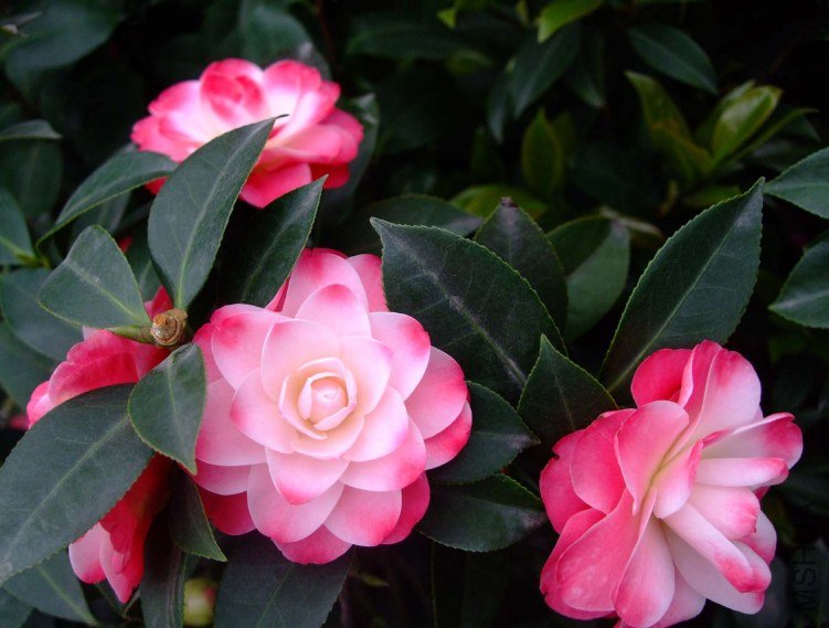 ����ã 2012-4-8f 054.jpg