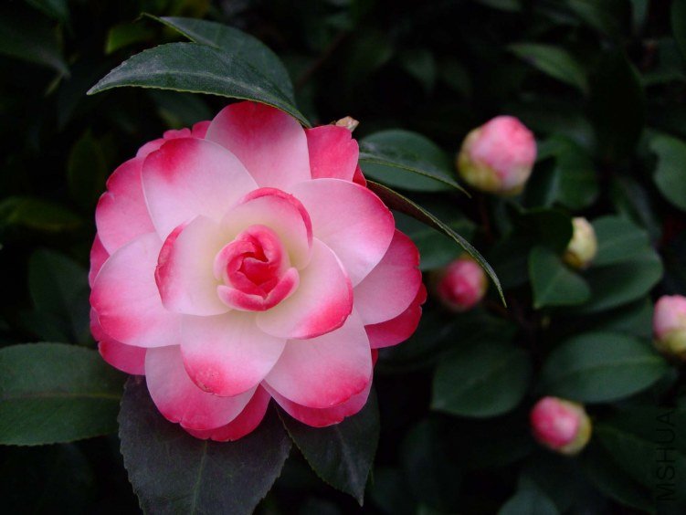 ����ã 2012-4-8f 056.jpg