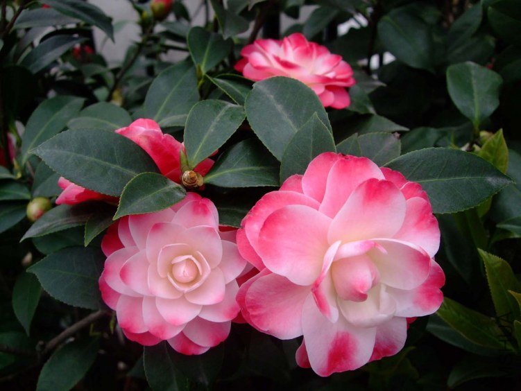 ����ã 2012-4-8f 091.jpg