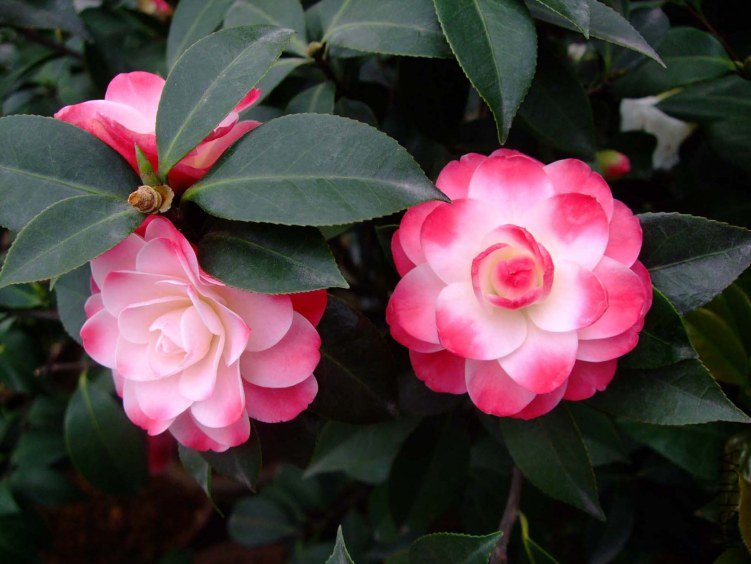 ����ã 2012-4-8f 093.jpg