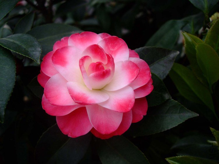 ����ã 2012-4-8f 094.jpg