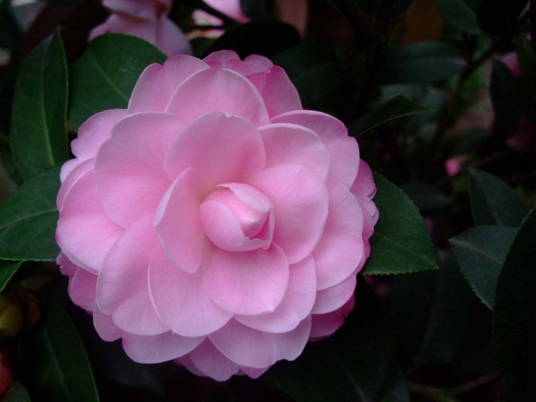 ������˹ 2012-4-8f 040.jpg