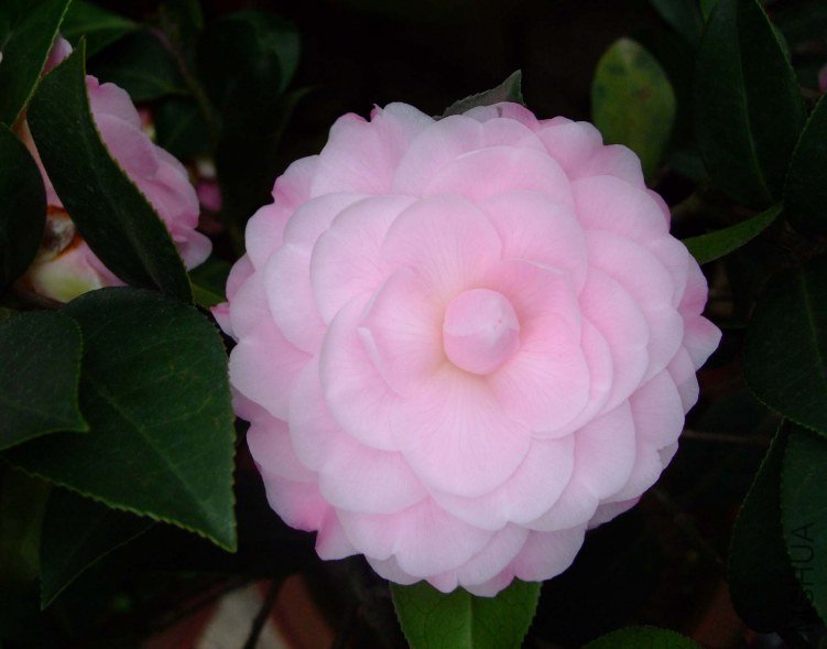 ������˹ 2012-4-8f 082.jpg
