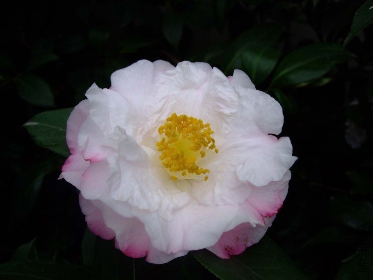 ʥ�� 2012-4-8f 017.jpg