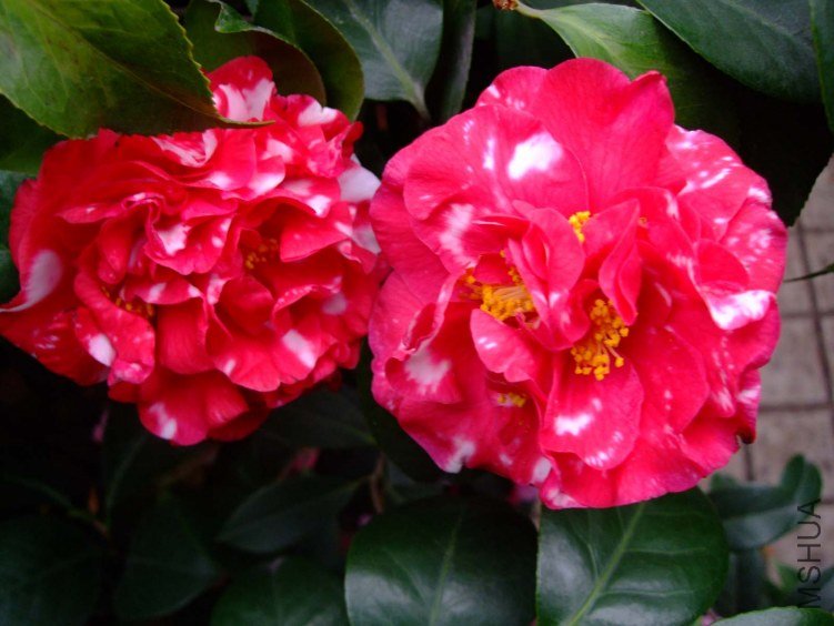 �²� 2012-4-8f 023.jpg