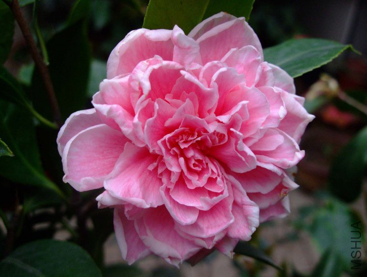 ԧ���� 2012-4-8f 016.jpg